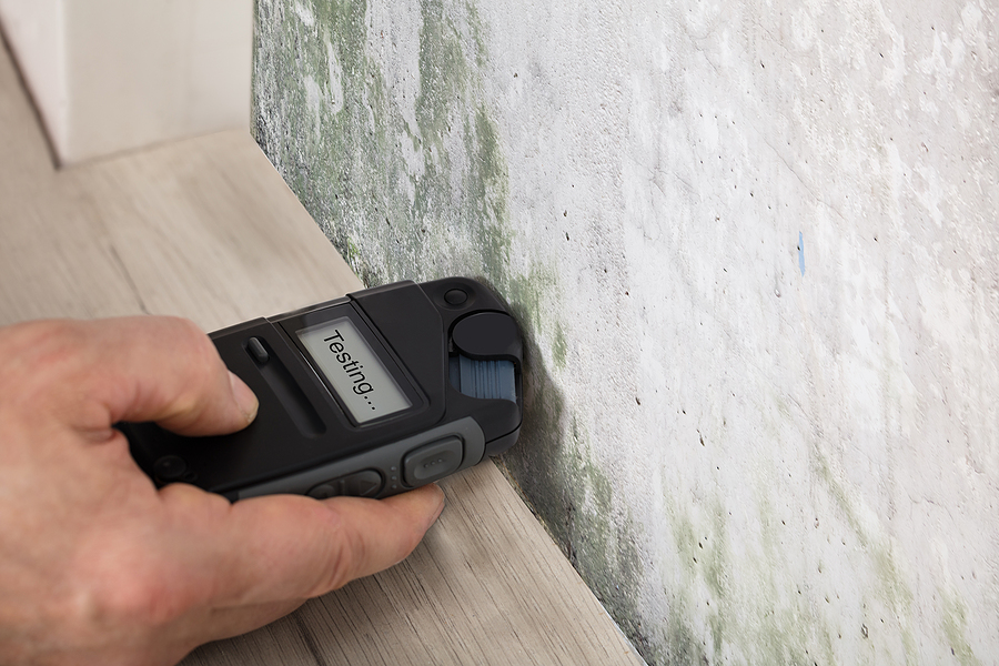 mold check